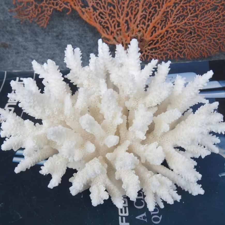 1pc Natural White Coral Cluste - Aquarium Marine review and price