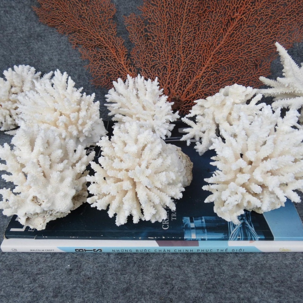1pc Natural White Coral Cluste - Aquarium Marine review and price