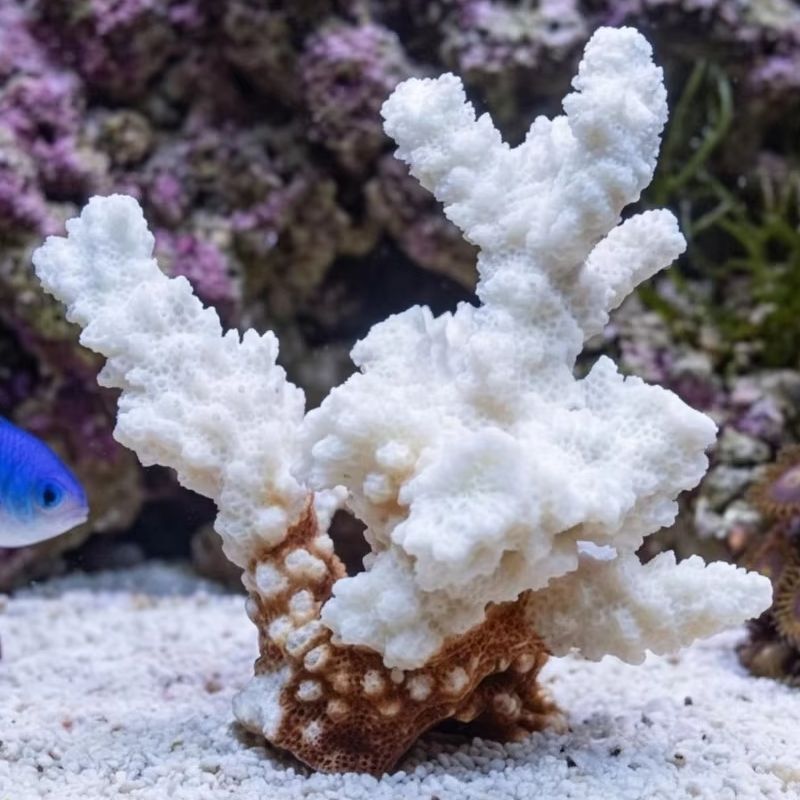 1pc Natural White Coral Cluste - Aquarium Marine review and price
