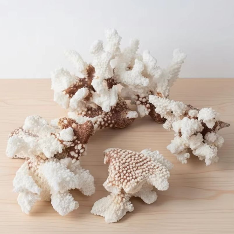 1pc Natural White Coral Cluste - Aquarium Marine review and price