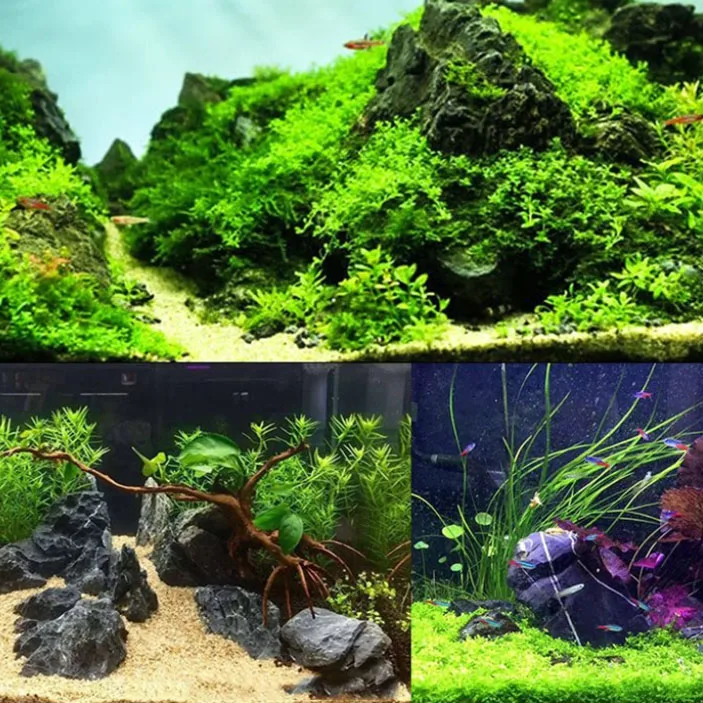 100g 250g 500g Natural Aquariu - Marine Aquarium Gravel review and price
