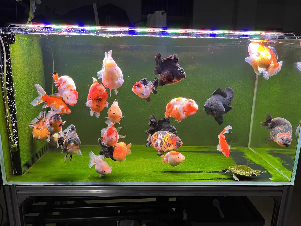 LED Aquarium Light for Fish Ta - Marine Aquarium In Clearwater review and price